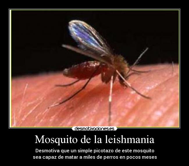 Mosquito de la leishmania - Desmotiva que un simple picotazo de este mosquito
sea capaz de matar a miles de perros en pocos meses