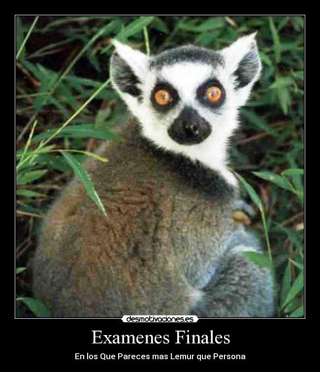 Examenes Finales - En los Que Pareces mas Lemur que Persona