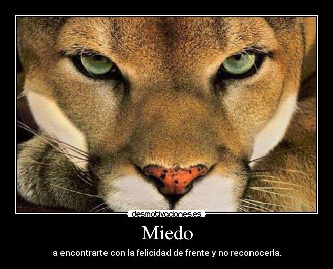 Miedo - a encontrarte con la felicidad de frente y no reconocerla.