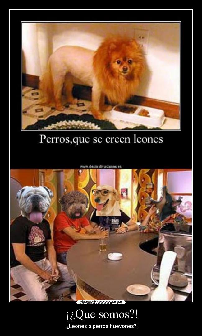 ¡¿Que somos?! - ¡¿Leones o perros huevones?!