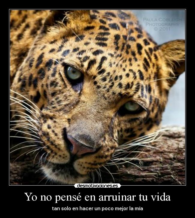 Yo no pensé en arruinar tu vida - tan solo en hacer un poco mejor la mía