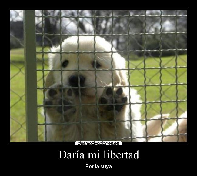 Daría mi libertad -