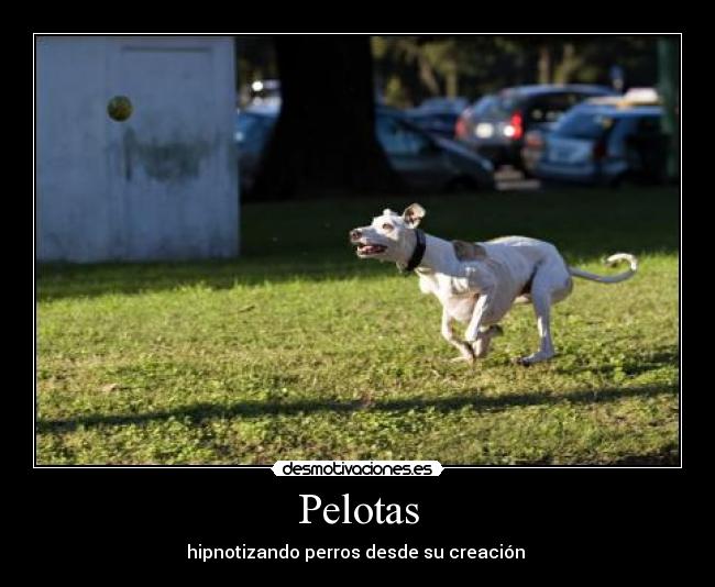 Pelotas - 