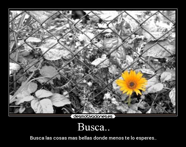 Busca.. - 