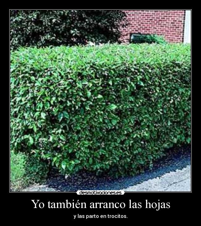 Yo también arranco las hojas - 