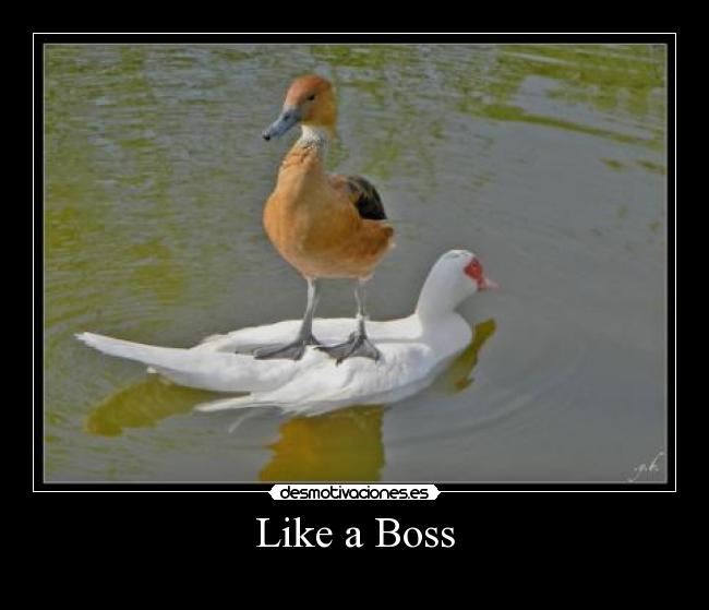 Like a Boss -
