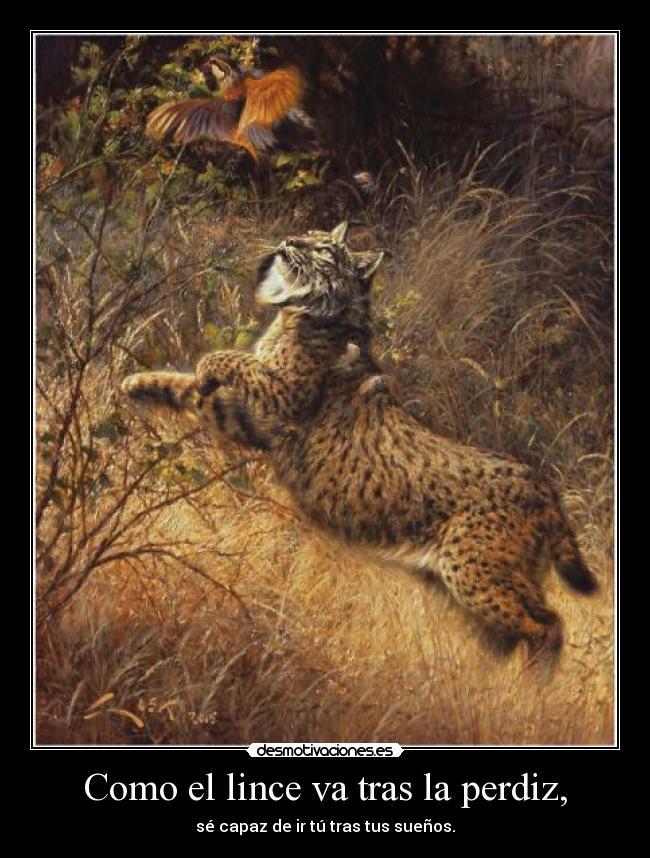 Como el lince va tras la perdiz, - 