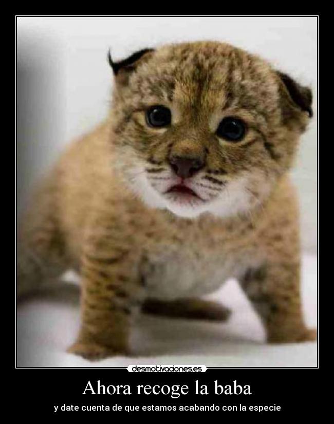 Ahora recoge la baba - 