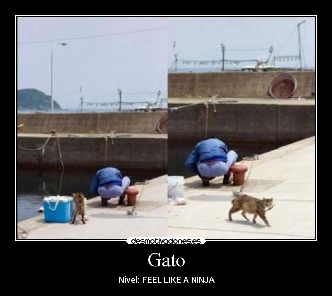 Gato - 