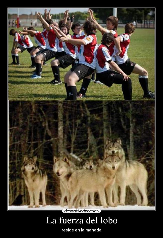 La fuerza del lobo - reside en la manada