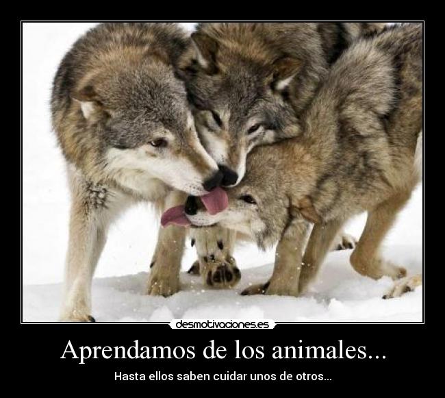 Aprendamos de los animales... - Hasta ellos saben cuidar unos de otros...