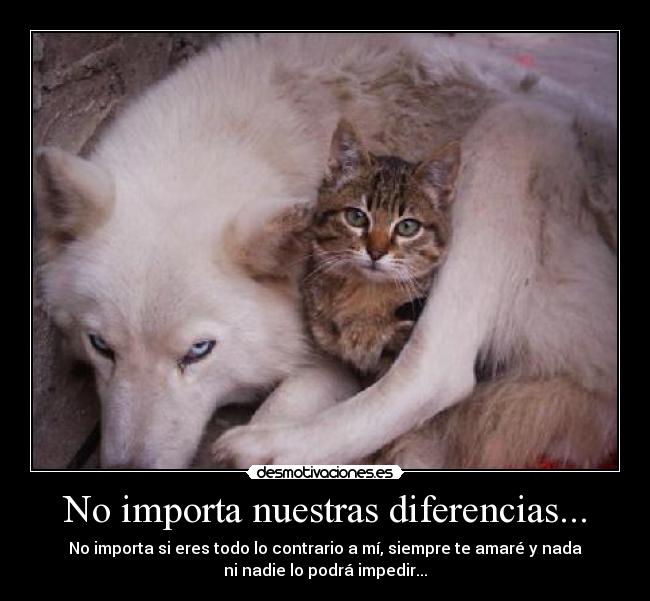 No importa nuestras diferencias... - 