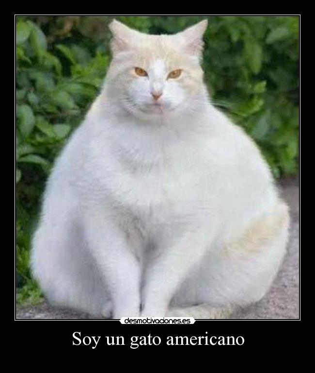 Soy un gato americano -
