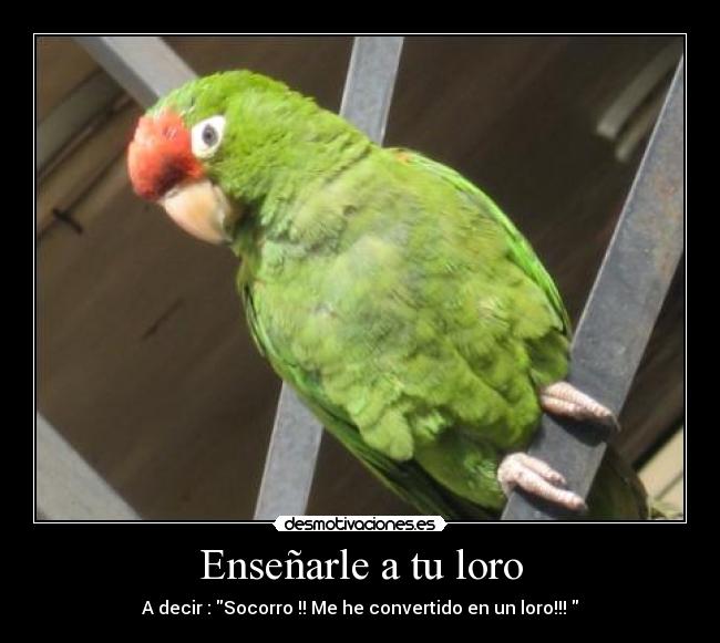 Enseñarle a tu loro - 