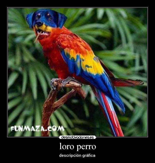 loro perro - 