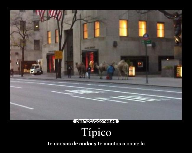 Típico - te cansas de andar y te montas a camello
