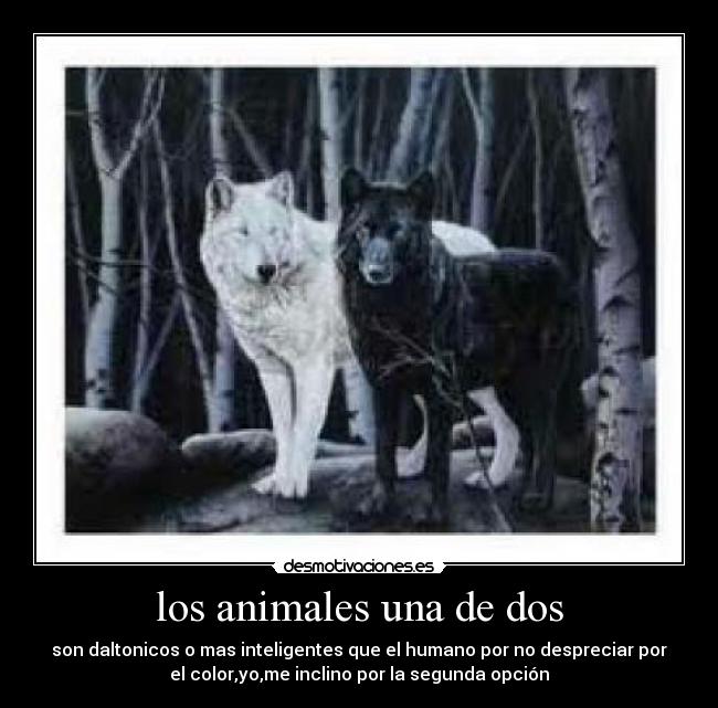 los animales una de dos - son daltonicos o mas inteligentes que el humano por no despreciar por
el color,yo,me inclino por la segunda opción