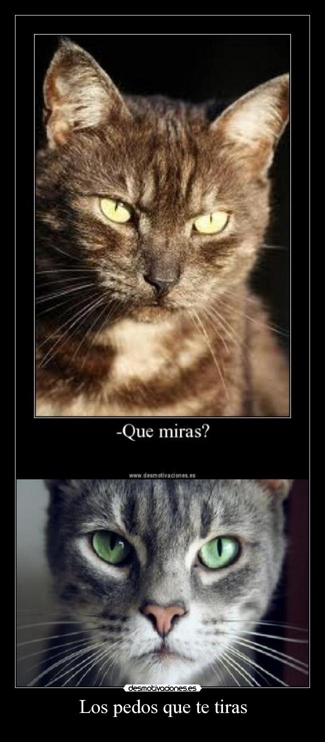 Los pedos que te tiras -