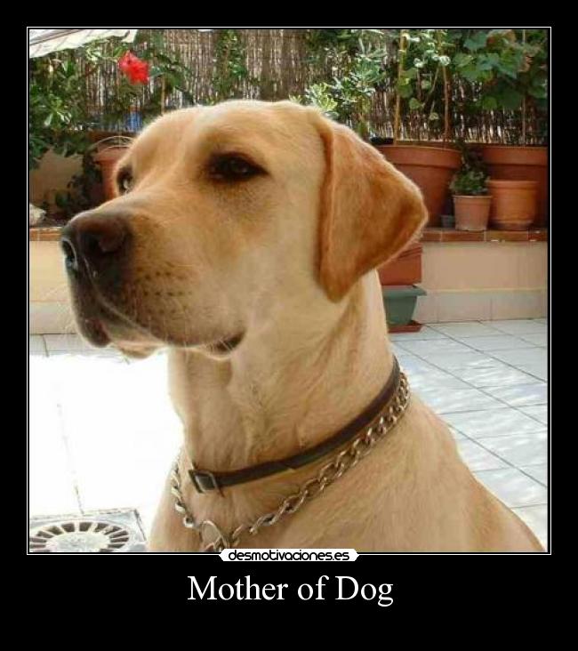 Mother of Dog - 