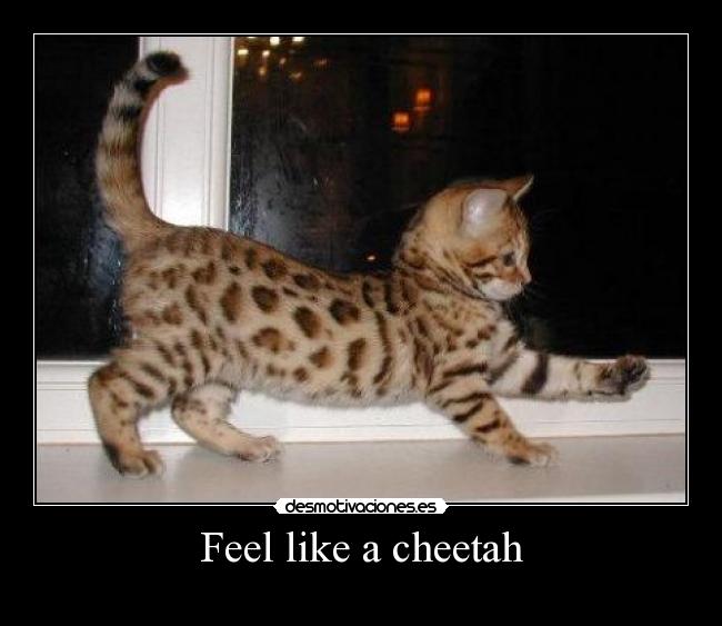 Feel like a cheetah -