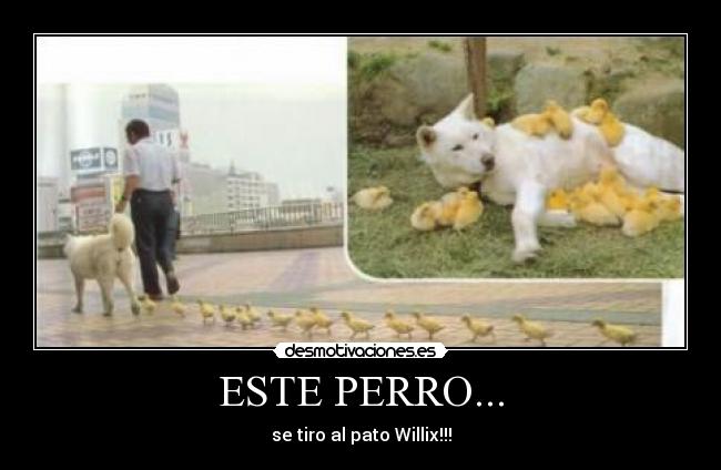 ESTE PERRO... -