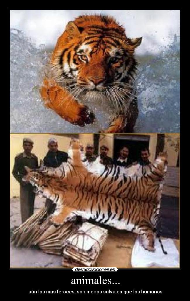 animales... - 