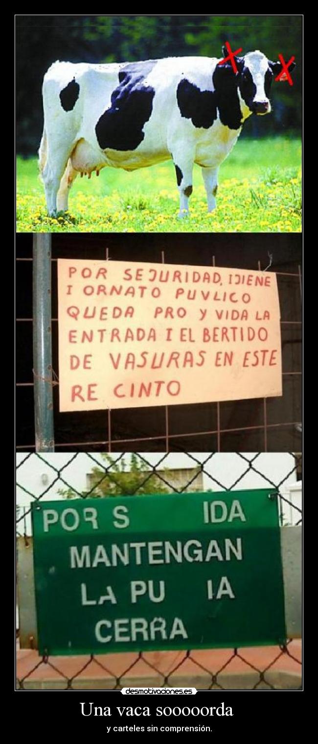 Una vaca sooooorda - y carteles sin comprensión.