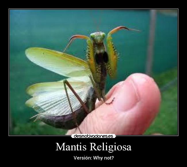 Mantis Religiosa - Versión: Why not?