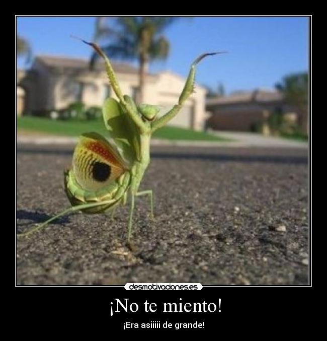 ¡No te miento! - ¡Era asiiiii de grande!