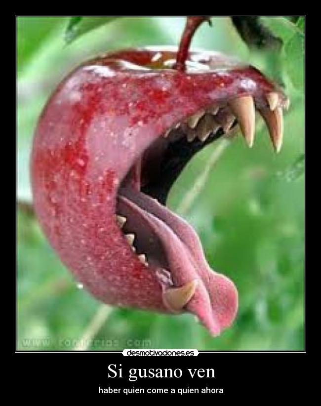 Si gusano ven - haber quien come a quien ahora