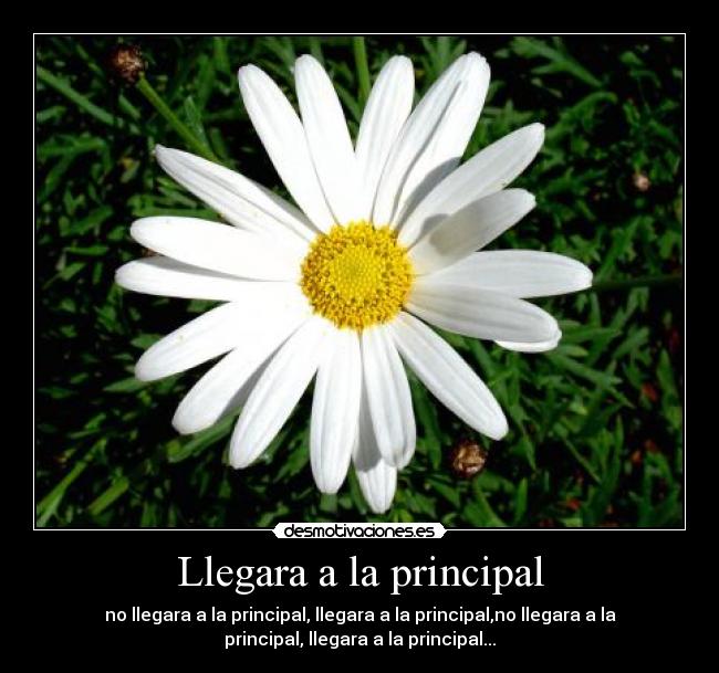 Llegara a la principal - no llegara a la principal, llegara a la principal,no llegara a la
principal, llegara a la principal...