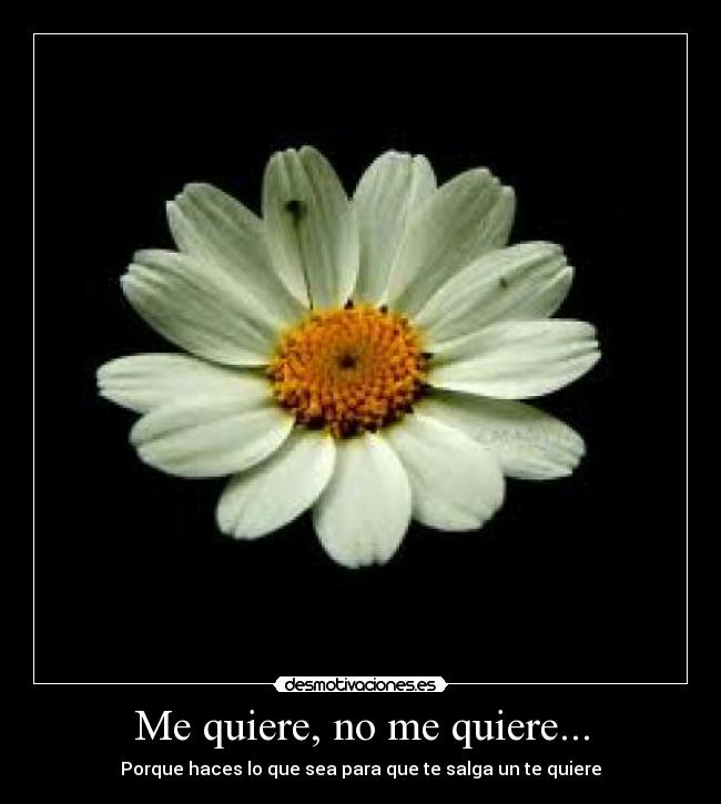 Me quiere, no me quiere... -
