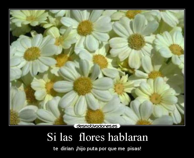 Si las flores hablaran -