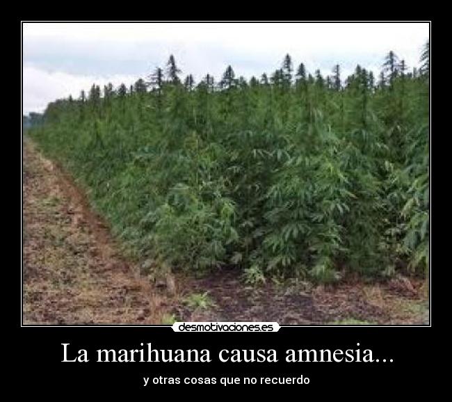 carteles marihuana causa amnesia otras cosas que recuerdo desmotivaciones