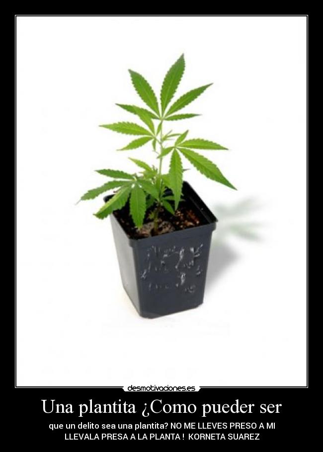 carteles planta marihuana ganjah preso korneta suarez desmotivaciones