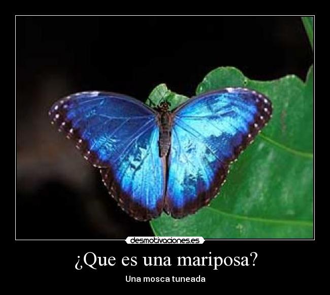 ¿Que es una mariposa? -