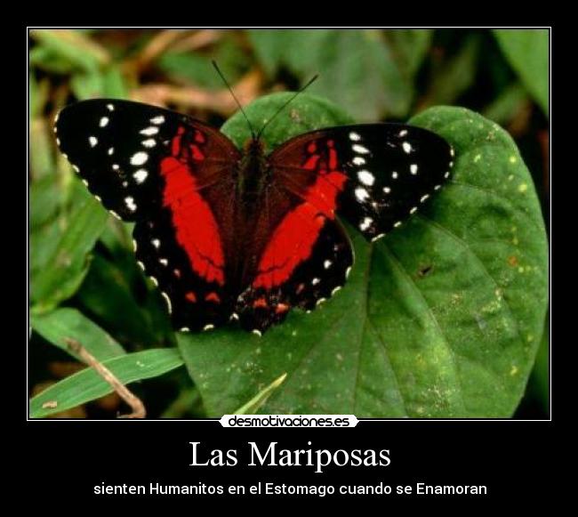 carteles mariposas enamoran humanitos desmotivaciones