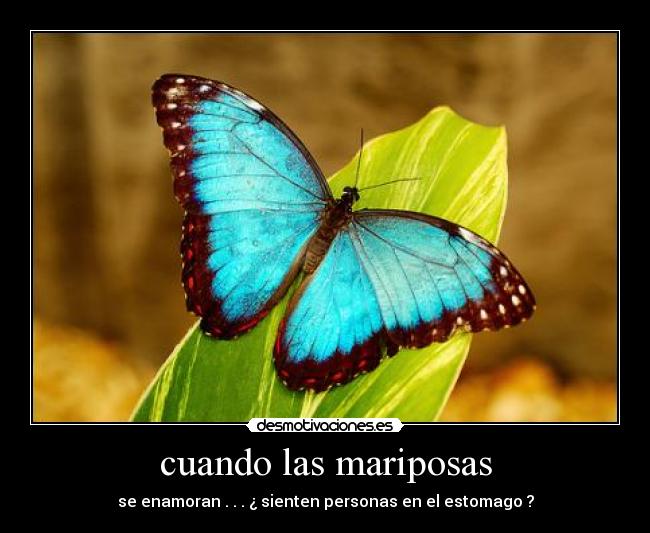 carteles mariposas desmotivaciones