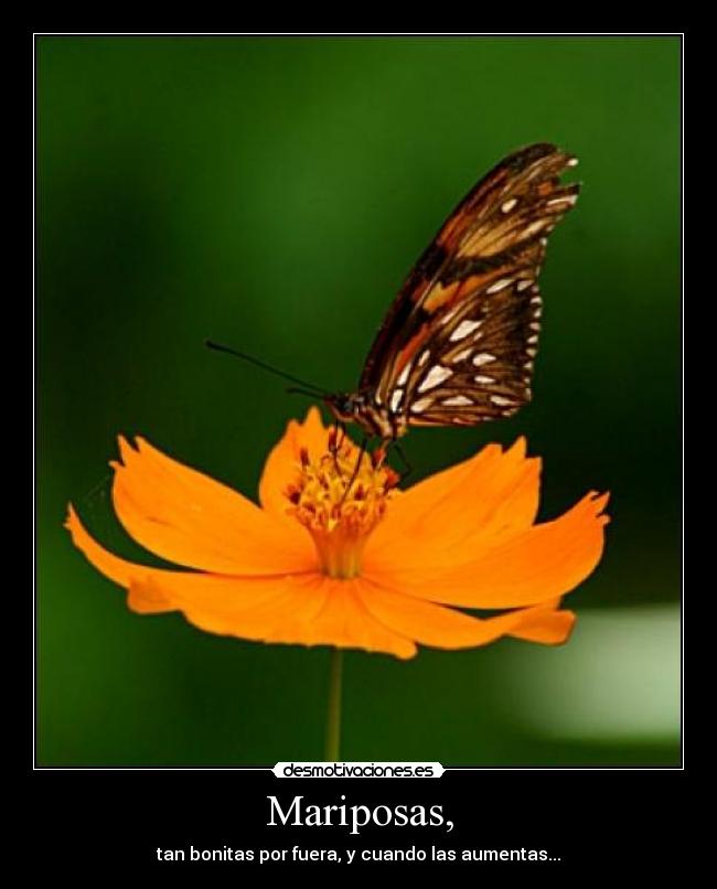 Mariposas, - tan bonitas por fuera, y cuando las aumentas...