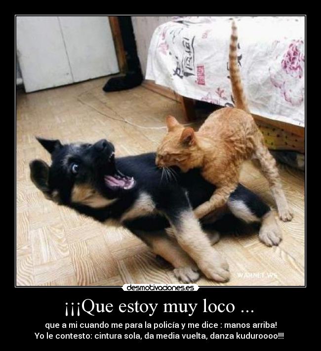 ¡¡¡Que estoy muy loco ... - que a mi cuando me para la policía y me dice : manos arriba!
Yo le contesto: cintura sola, da media vuelta, danza kuduroooo!!!