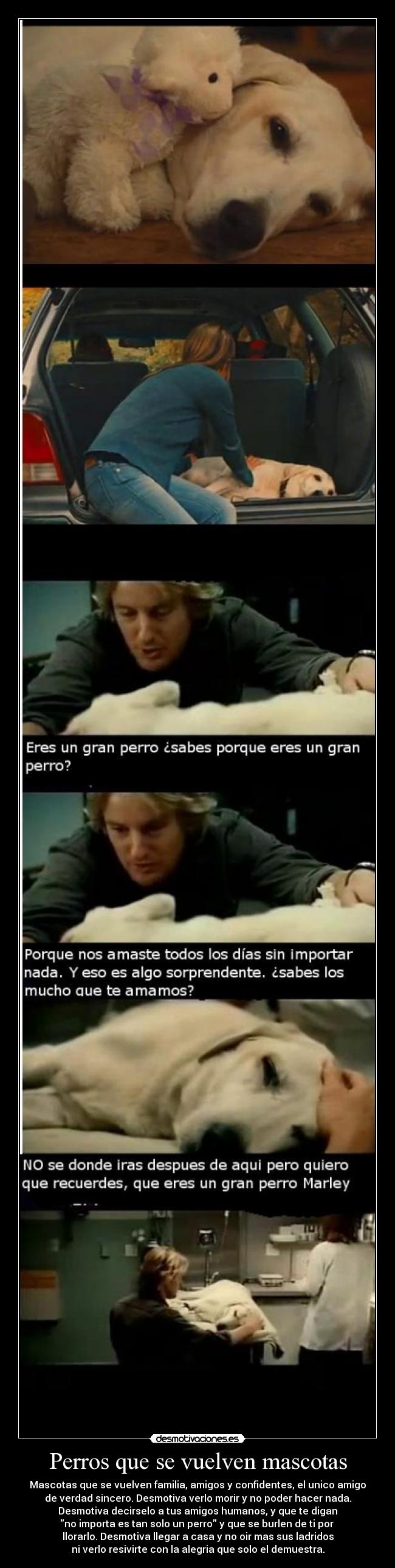 Perros que se vuelven mascotas - Mascotas que se vuelven familia, amigos y confidentes, el unico amigo
de verdad sincero. Desmotiva verlo morir y no poder hacer nada.
Desmotiva decirselo a tus amigos humanos, y que te digan
no importa es tan solo un perro y que se burlen de ti por
llorarlo. Desmotiva llegar a casa y no oir mas sus ladridos
ni verlo resivirte con la alegria que solo el demuestra.