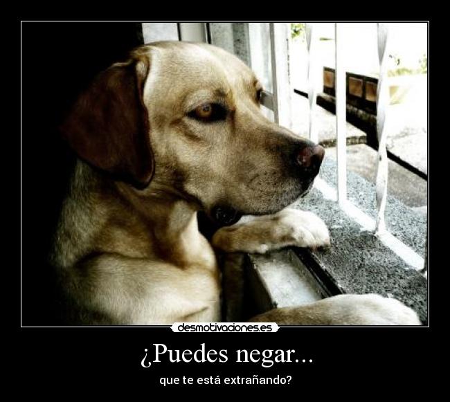 ¿Puedes negar... -