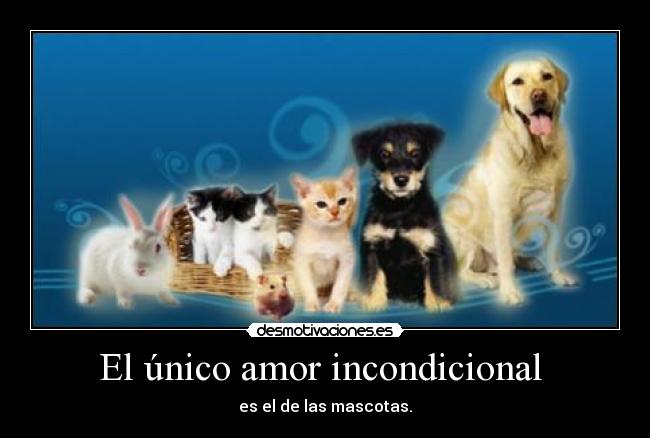 El único amor incondicional -