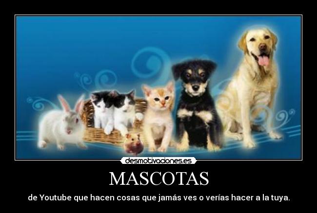 MASCOTAS - de Youtube que hacen cosas que jamás ves o verías hacer a la tuya.
