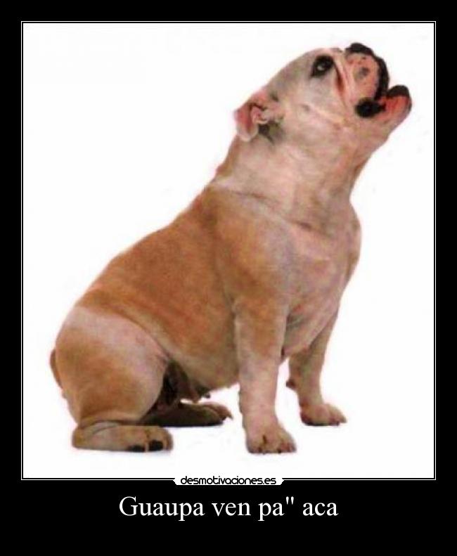 Guaupa ven pa aca - 