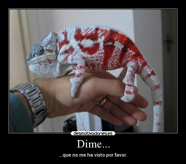 Dime... - ...que no me ha visto por favor.