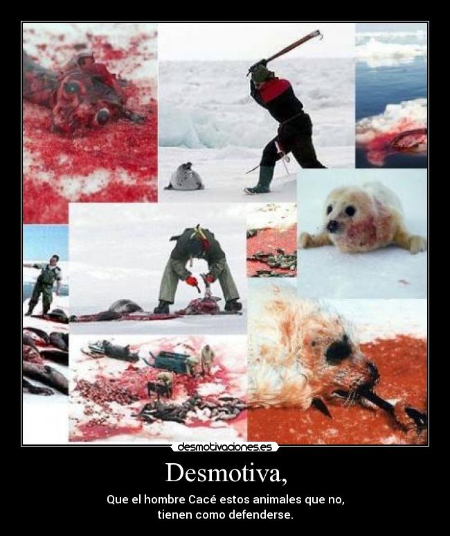 Desmotiva, - Que el hombre Cacé estos animales que no,
tienen como defenderse.