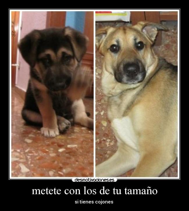 metete con los de tu tamaño - 