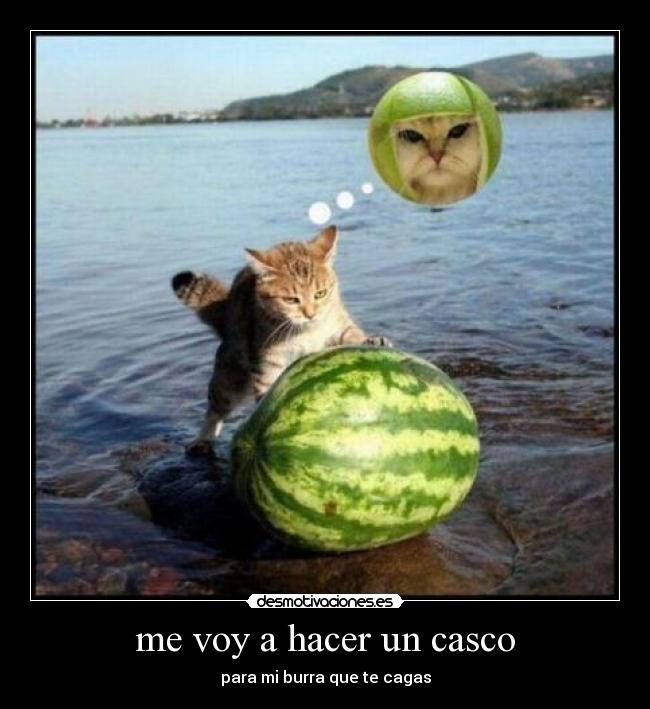 carteles gato desmotivaciones