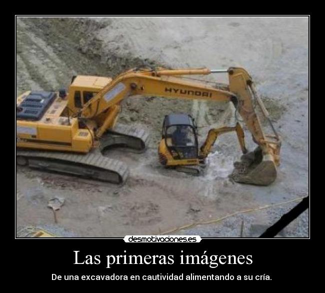 Las primeras imágenes - De una excavadora en cautividad alimentando a su cría. 